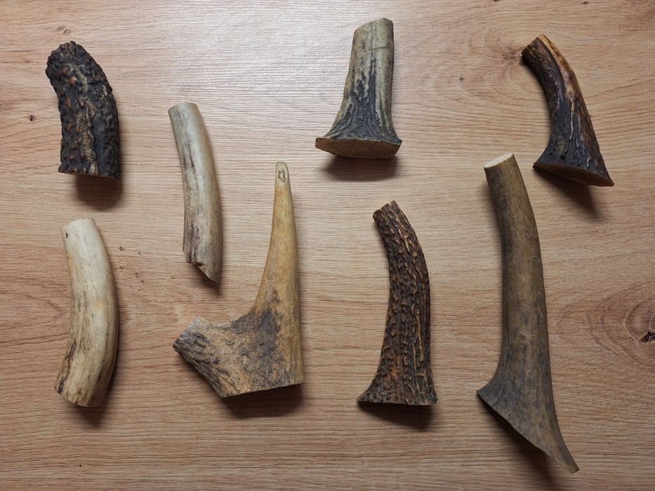 Gryzaki dla psa z poroża jelenia