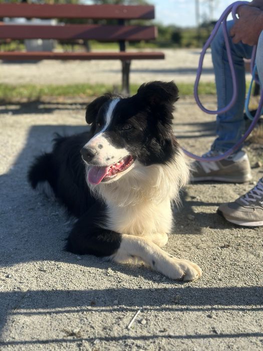 Pies border collie 10 miesięcy czarno biały