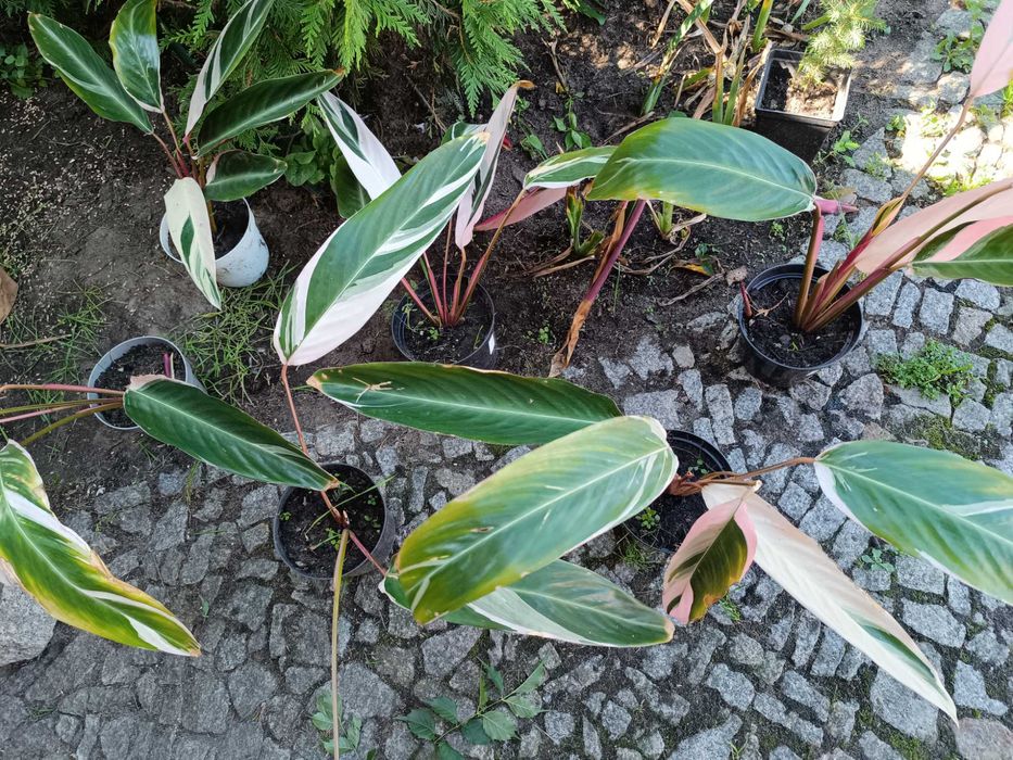 Stromante Stromanthe sanguinea Triostar  biało różowo zielona kolorowa
