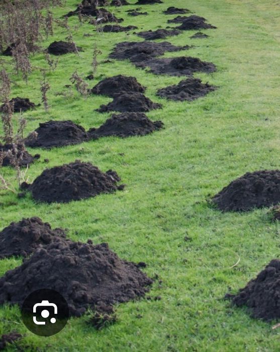 STOP kretom i nornicom!