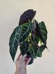 Alocasia watsonia