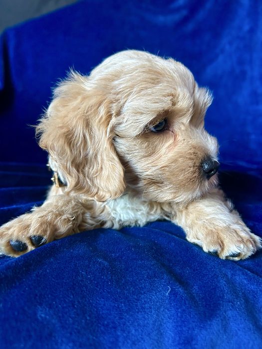 Maltipoo śliczny chłopiec