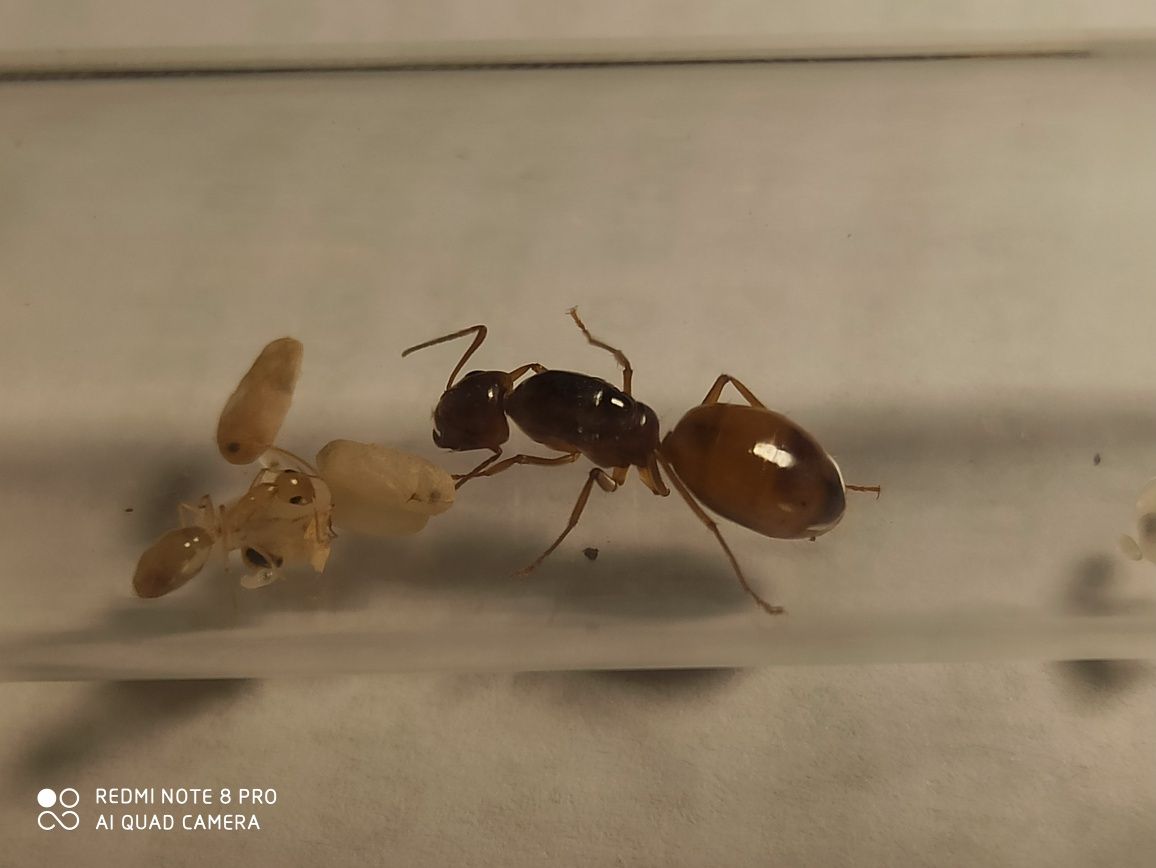 Mrówki Camponotus fedtschenkoi