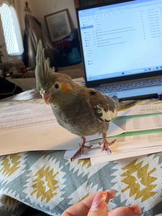 Caturra NOVA para cedência