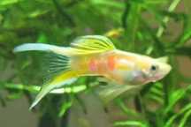 Vendo trios de Endler neon gold lyretail