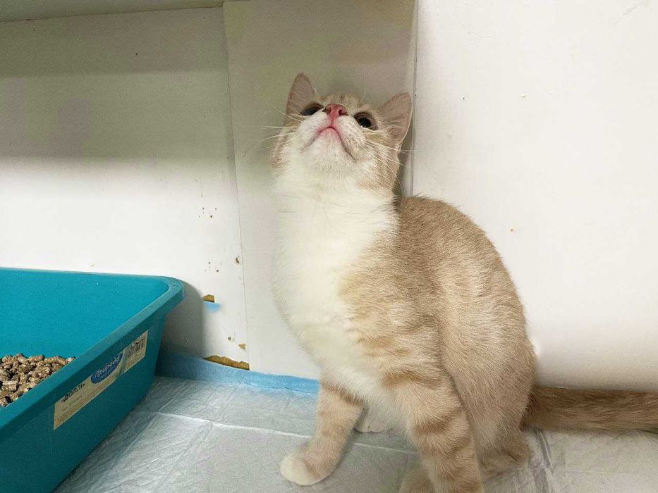 Котенок Голди 3 месяца ищет дом