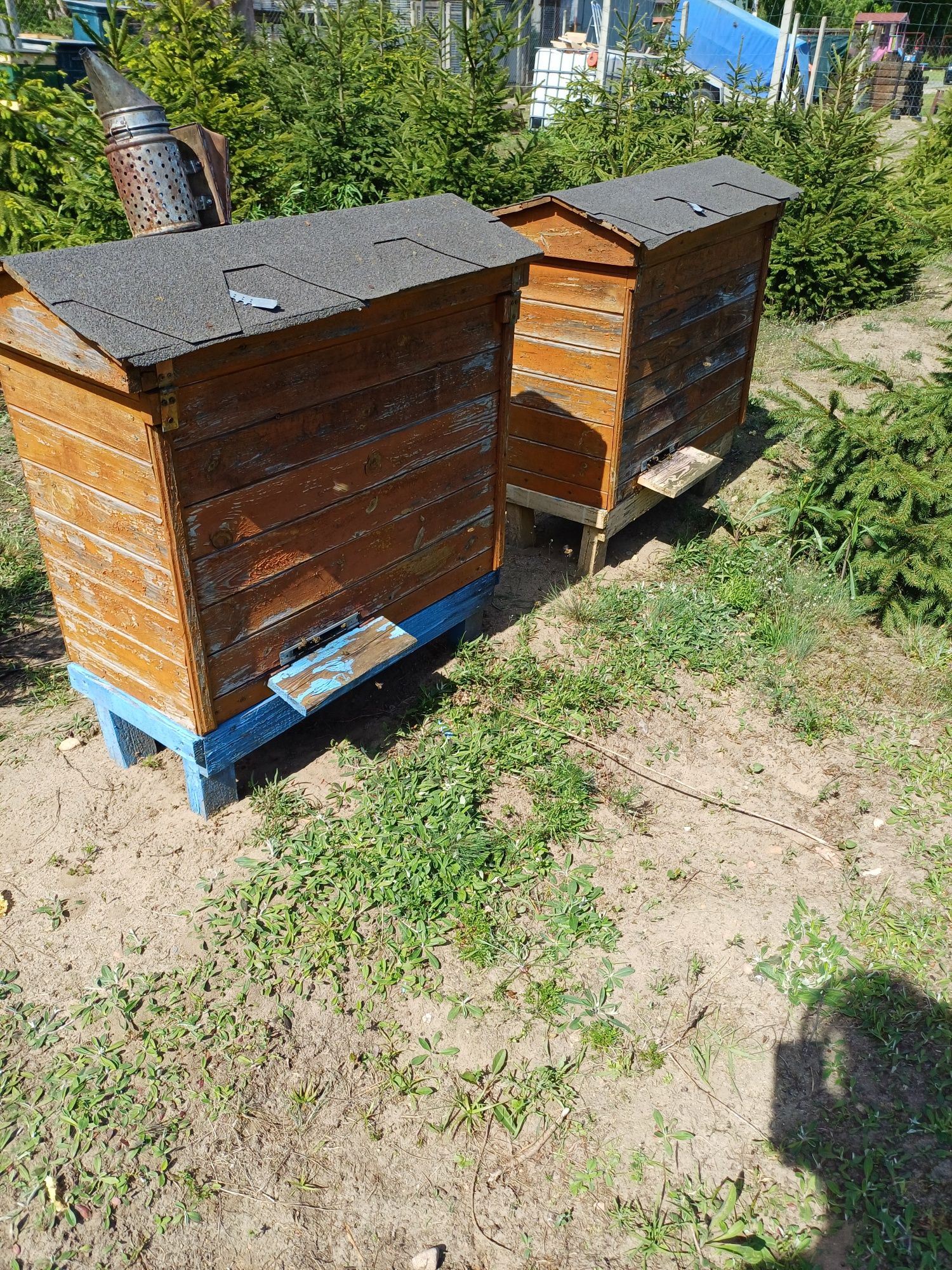 Pszczoły ule Warszawskie zwykłe