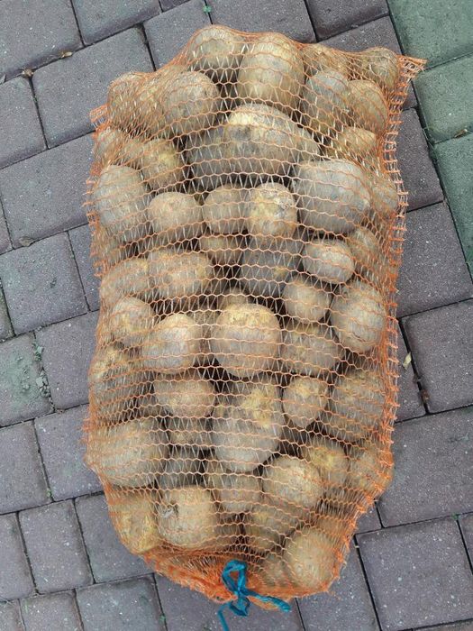 Ziemniaki Vineta, Soraya, Bellarosa