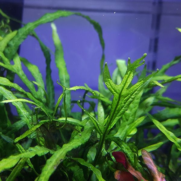 Microsorum trident ( Trident Java Fern) 2cm a 5cm