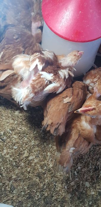 Galinhas novas põe ovos