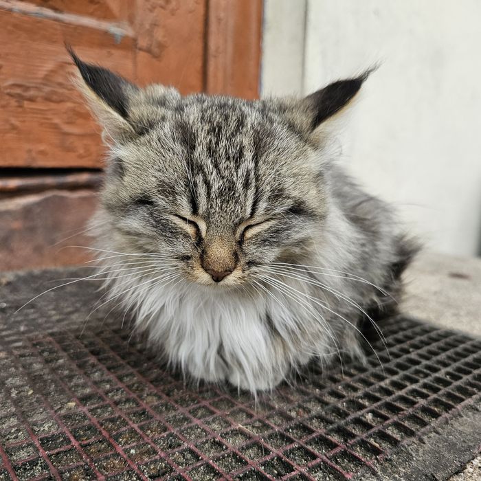 Кошеня в дбайливі руки