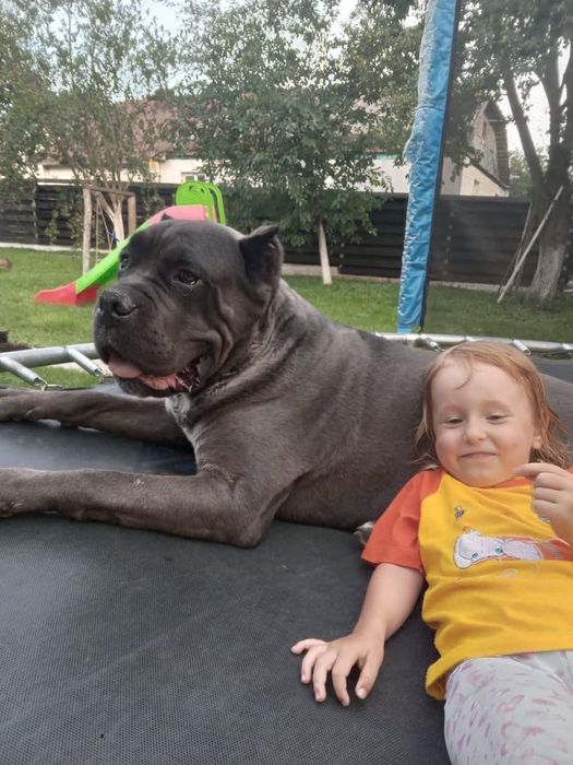 Кане корсо для вʼязки