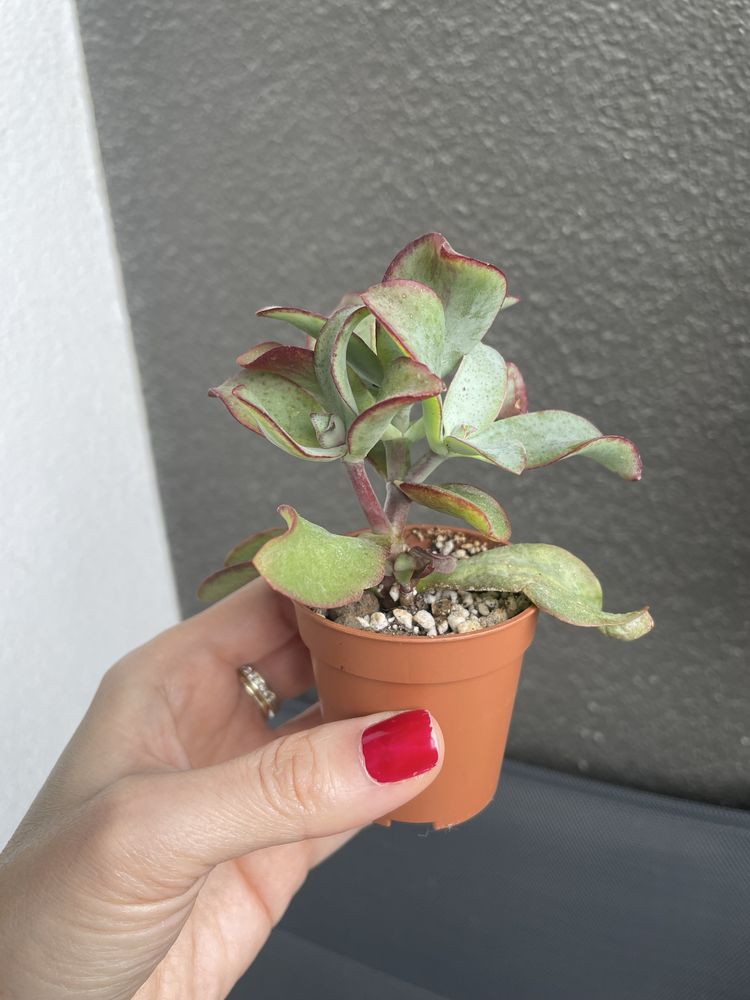 Crassula arborescens “Blue Bird“ drzewko szczęścia sukulent
