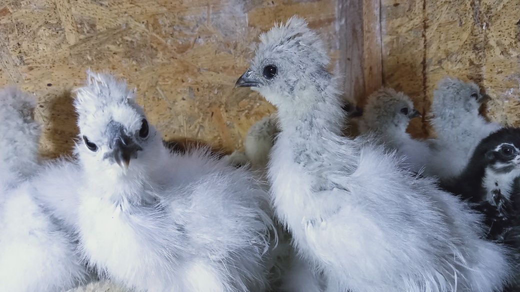 Китайські шовкові silkie кури інкубаційне яйце