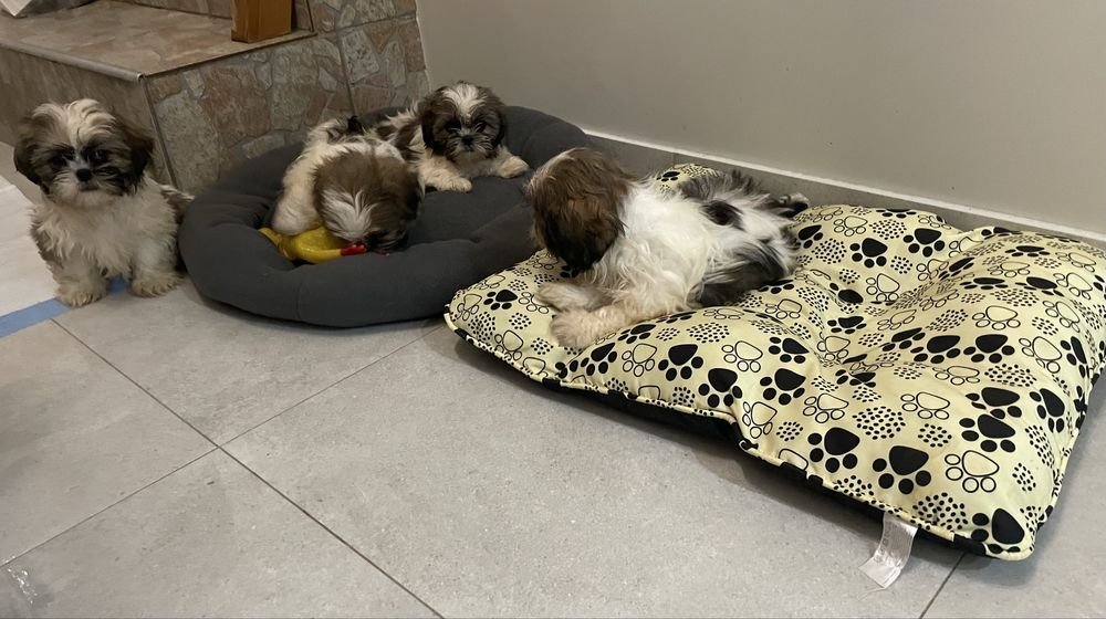 Piesek shih- tzu z pochodzeniem