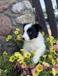Suczka o imieniu KAMA Border Collie
