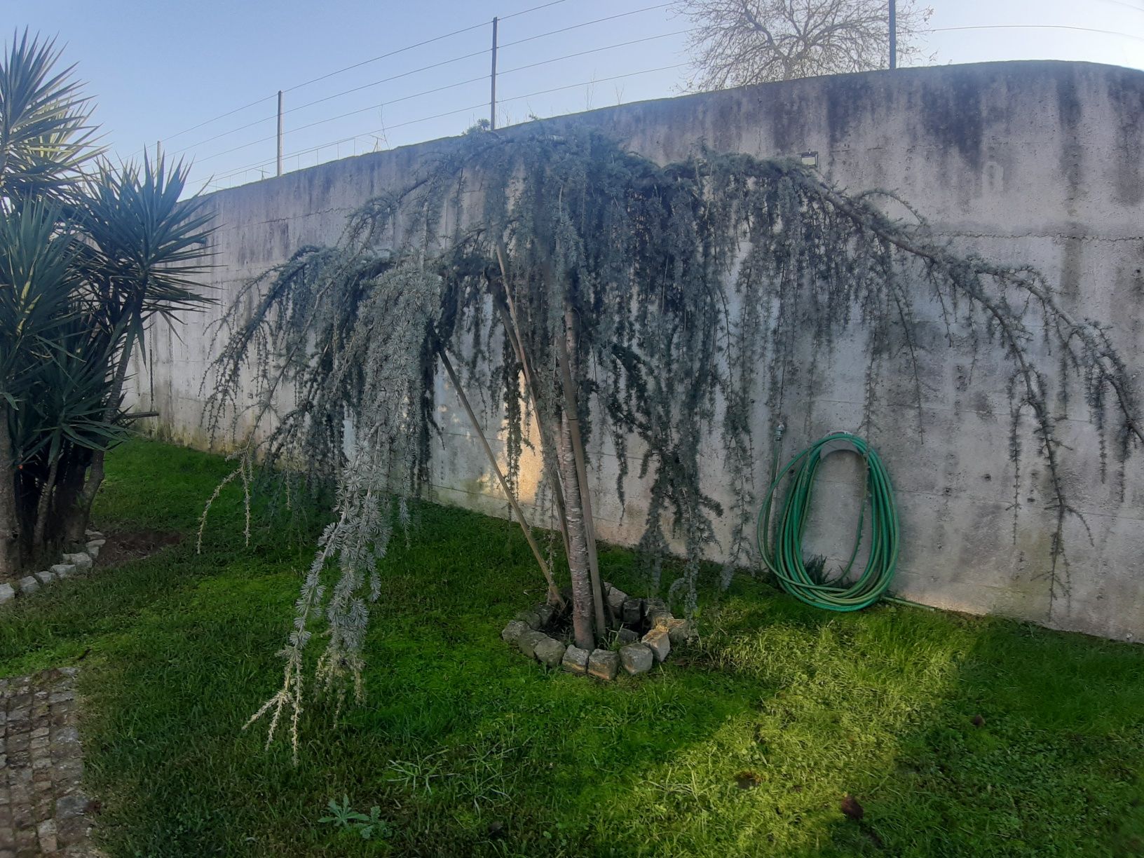 cedros pêndula muito bonito