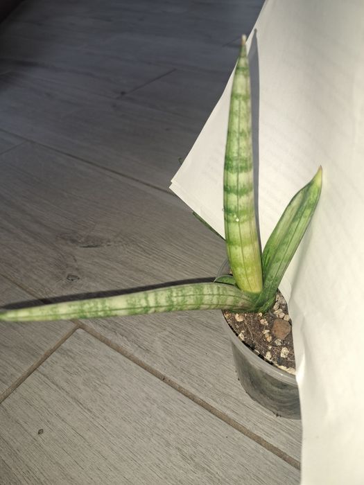 Рідкісні сансевієрії арбойо срібний і Bonsel Angel