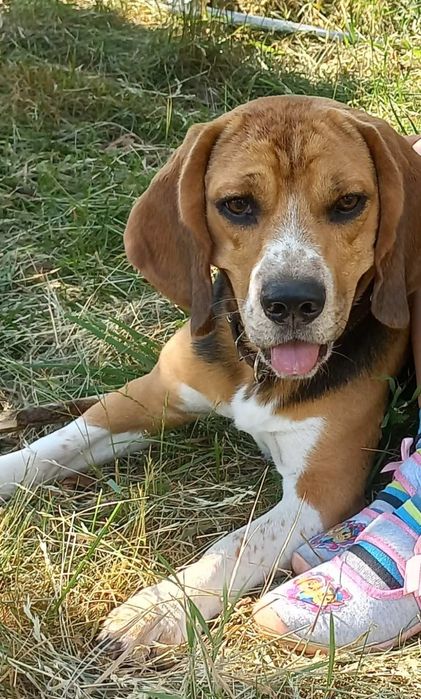 Вязка  бігль  чистокровний з документами кобель  2,5 роки