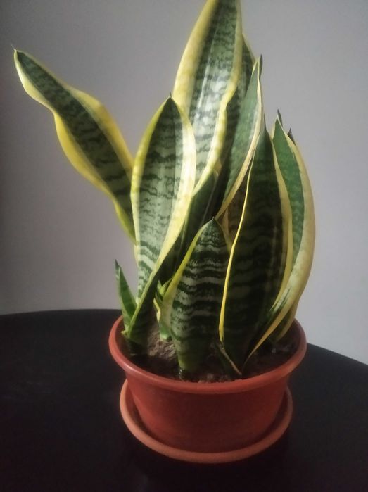 Sprzedam kwiaty doniczkowe