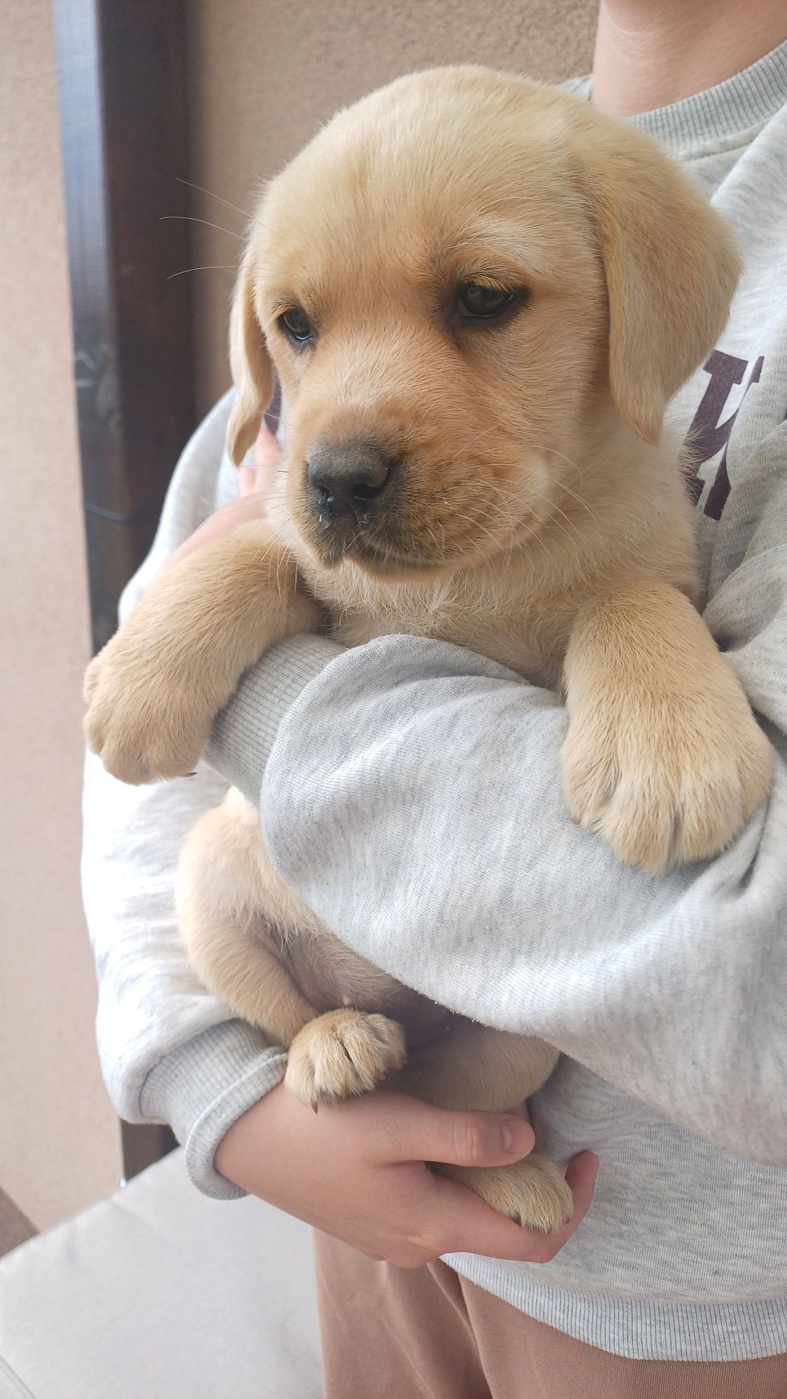 Labrador Retriever suczka
