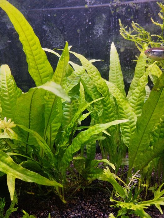 Fetos de Java para aquário