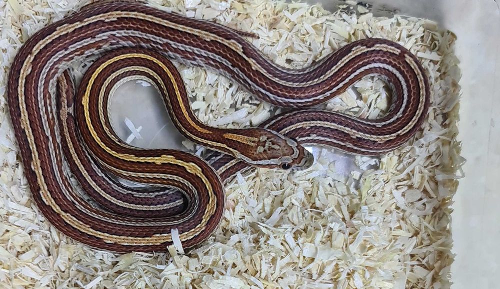 Wąż zbożowy tessera piękny podrostek