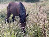 Disponivel cavalo