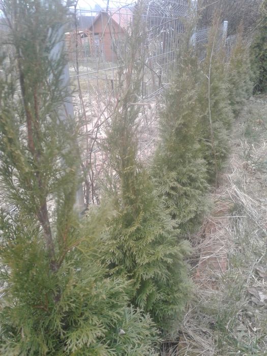 tuja szmaragd żywotnik golden  140 cm