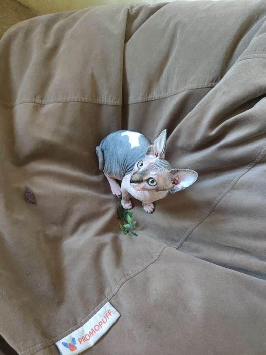 Гарнюня дівчинка сфінкс шукає родину