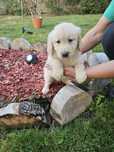 Golden Retriever szczeniak