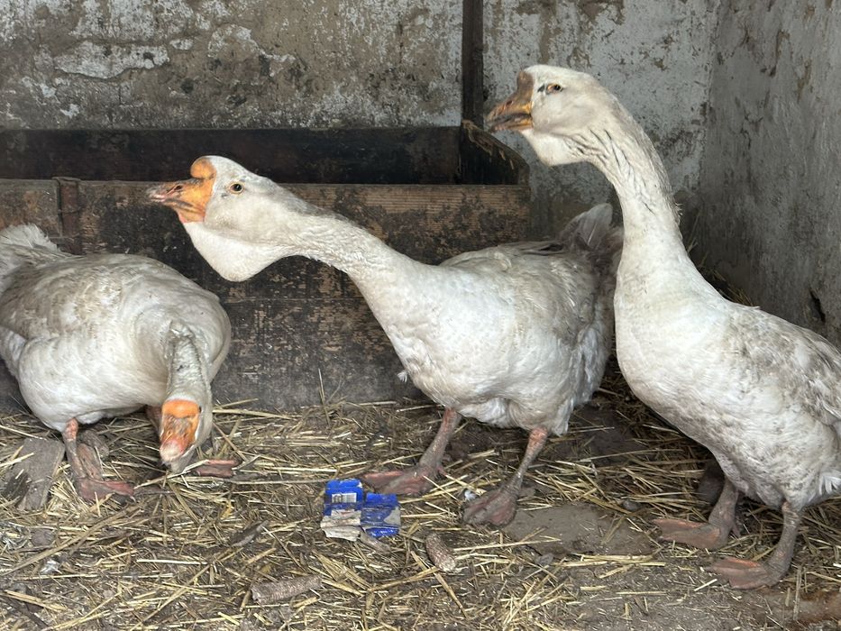 Гусак Холмогора