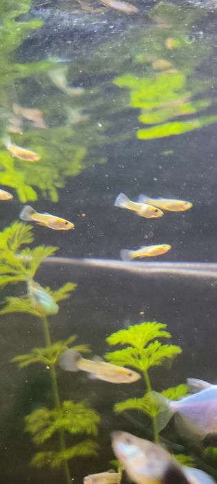 Młode gupiki - rybki akwariowe