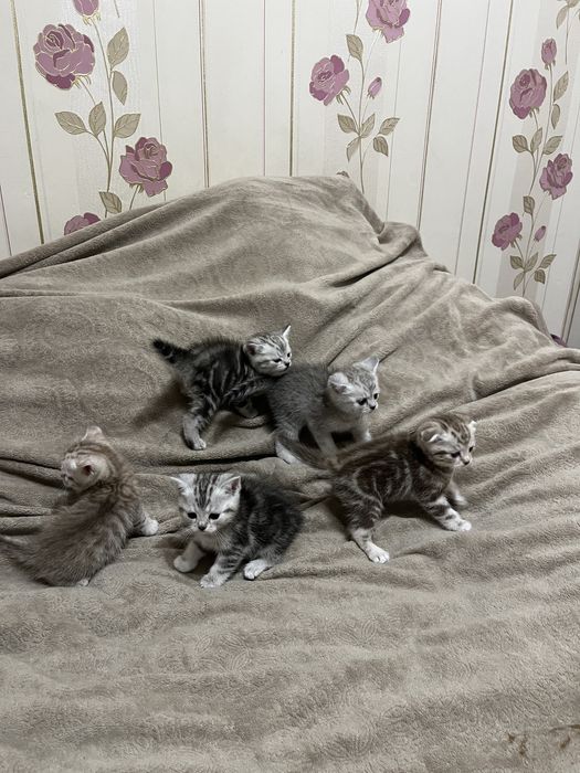 Шотландські кошенята