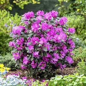 Рододендрон и азалия саженцы