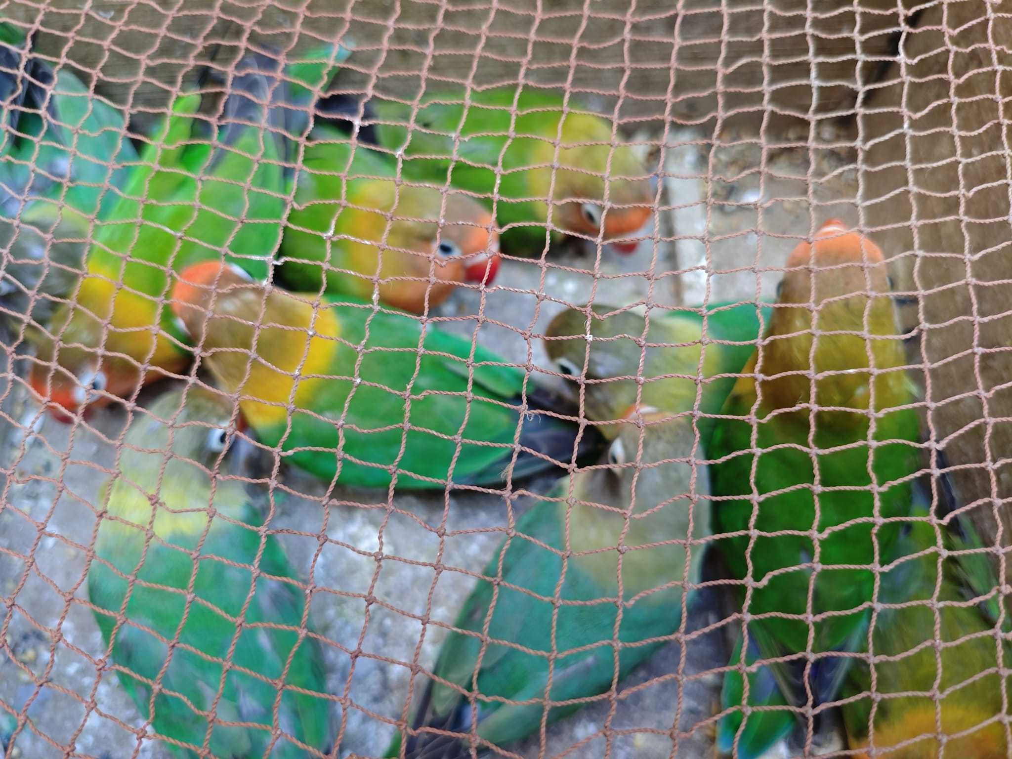 Fishers muito bonitos e bem cuidados, casais já feitos!