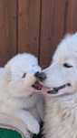 Piesek Samoyed Samojed. Zapraszamy