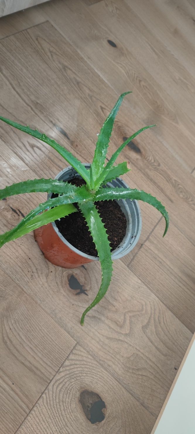 Aloes drzewiasty sadzonki do domu