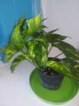 Эпипремнум . Epipremnum pinnatum Yellow  Flame . Голдфингер.