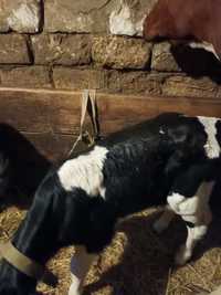 Продам теличку, штучне осеменіння, корова сементалка