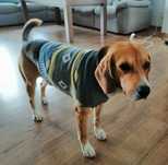 Zaginął: beagle (Ostrów - Wierzchosławice)