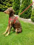Doberman suczka DNA