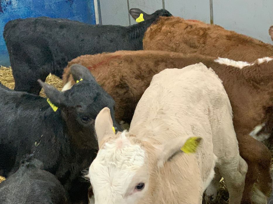 Sprzedam cielaki mięsne Zduny