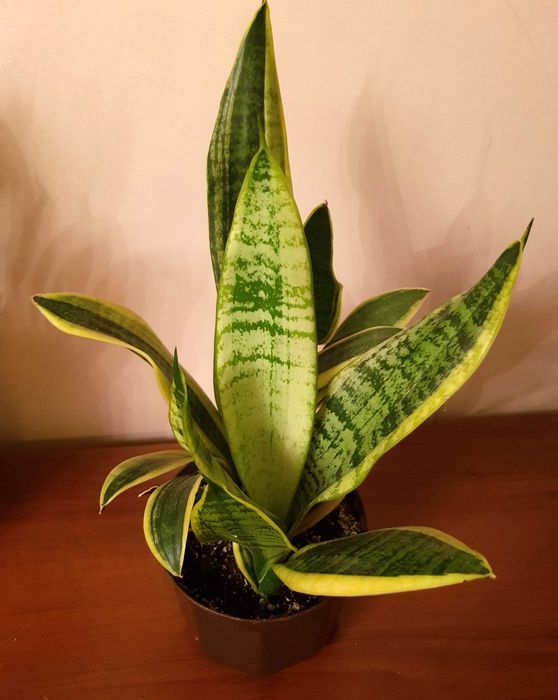 Sansevieria - wężownica- język teściowej