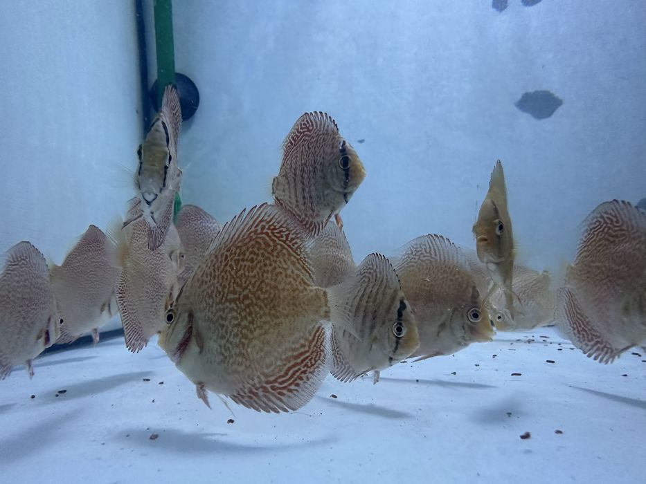 Discus Leopardo Pantera