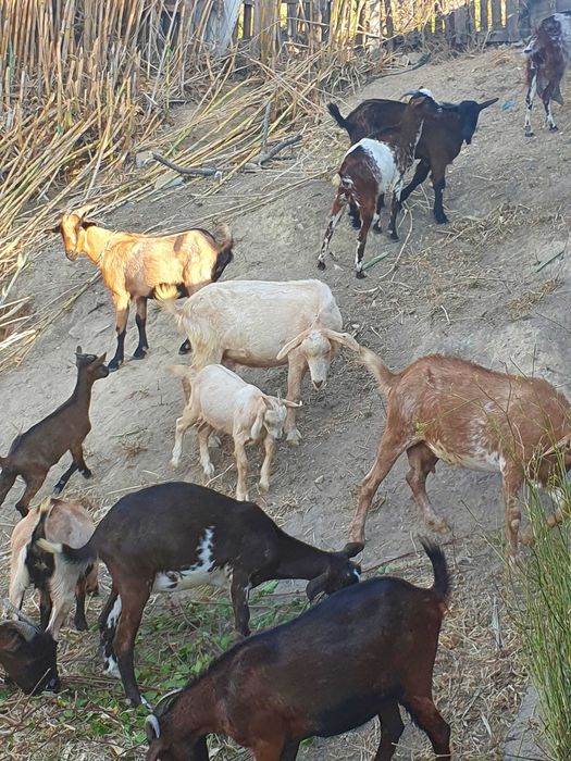 Cabritos para venda