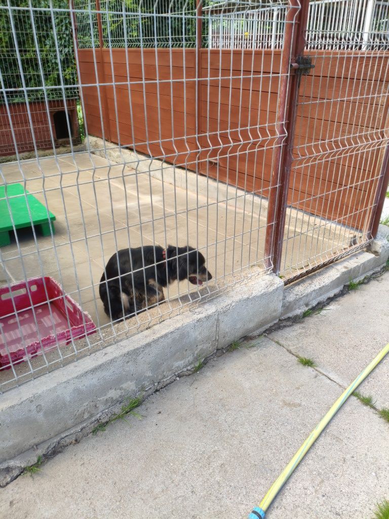 Cudowny Ravi - mały, domowy piesek do adopcji w schronisku