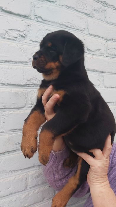 Цуценята ротвейлера є хлопчики