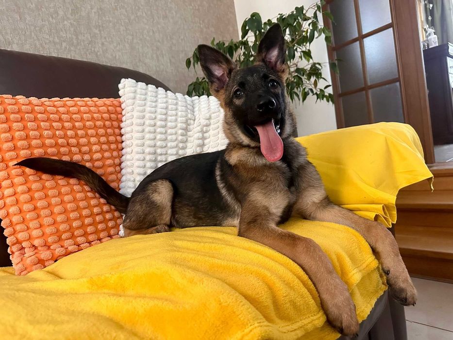 Mała Fraszka - podaruj jej dom!