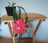 epiphyllum - RARYTAS- NOWOŚĆ- w Polsce mało znane- KAKTUS